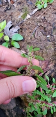 Amaranthus tuberculatus
