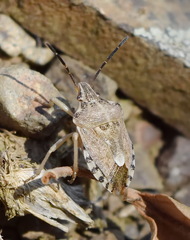Codophila varia