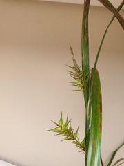 Carex lupulina