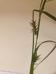Carex lupulina