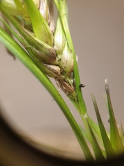 Carex lupulina