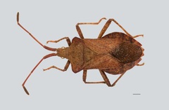 Coreus marginatus marginatus