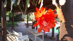 Disocactus ackermannii