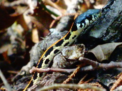 Thamnophis cyrtopsis ocellatus