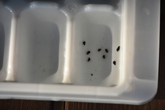 Fontigens nickliniana