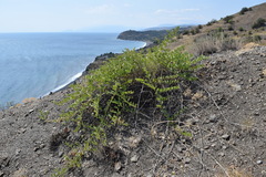 Capparis spinosa herbacea