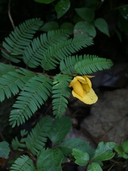 Chamaecrista rufa