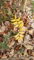 Streptopus lanceolatus