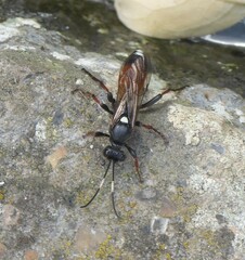 Ichneumon sarcitorius