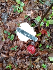 Pluteus cervinus