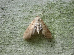 Parapoynx stratiotata