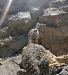 Crotaphytus collaris