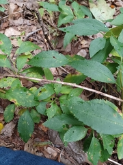 Solidago arguta