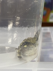 Hyla versicolor