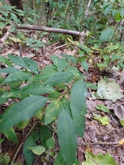 Solidago arguta