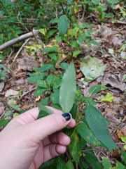 Solidago arguta