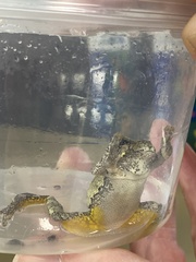 Hyla versicolor