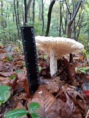 Pluteus cervinus