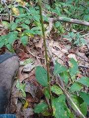 Solidago arguta