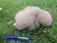 Lycoperdon utriforme