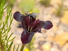 Moraea lurida