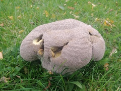 Lycoperdon utriforme