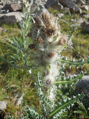 Cirsium eatonii