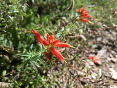 Castilleja tenuiflora