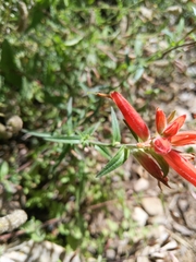 Castilleja tenuiflora