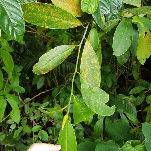 Artocarpus integer, photograph 5