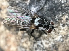 Anthomyia
