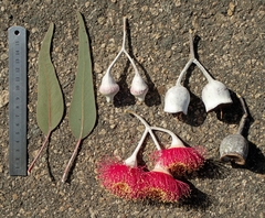 Eucalyptus caesia
