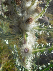 Cirsium eatonii