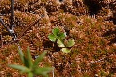 Sphagnum austinii