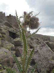 Cirsium eatonii