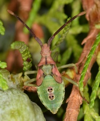 Gonocerus juniperi
