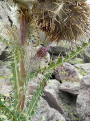 Cirsium eatonii