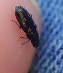 Glischrochilus vittatus