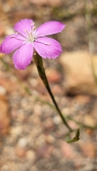 Dianthus albens