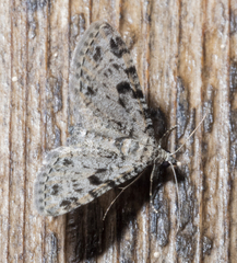 Prorella discoidalis