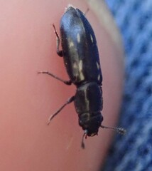 Glischrochilus vittatus