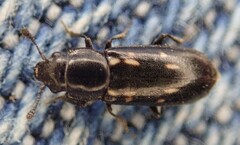 Glischrochilus vittatus