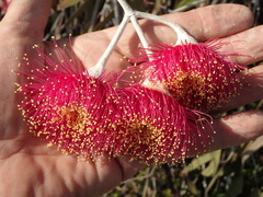 Eucalyptus caesia
