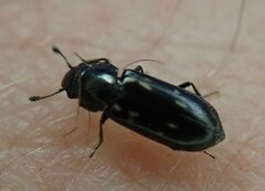 Glischrochilus vittatus