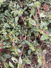 Amaranthus powellii