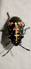 Pentatominae
