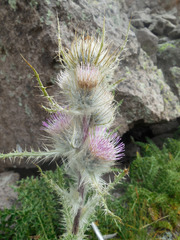 Cirsium eatonii