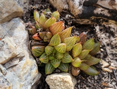 Haworthia mirabilis consanguinea
