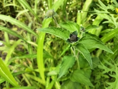 Lagascea