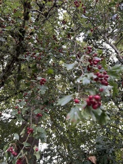 Crataegus phaenopyrum